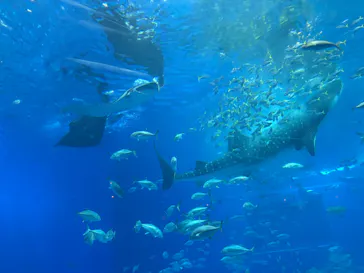 沖縄美ら海水族館に投稿された画像（2026/4/7）