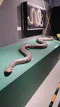 特別展「超危険生物展　科学で挑む生き物の本気」に投稿された画像（2026/4/8）