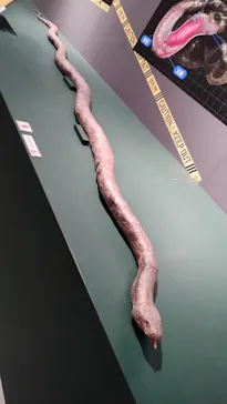 特別展「超危険生物展　科学で挑む生き物の本気」に投稿された画像（2026/4/7）