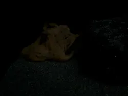 サンシャイン水族館に投稿された画像（2026/4/7）