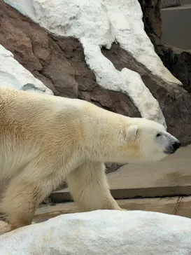 恩賜上野動物園に投稿された画像（2026/4/7）