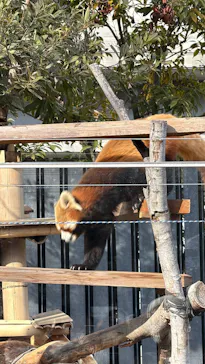 恩賜上野動物園に投稿された画像（2026/4/7）