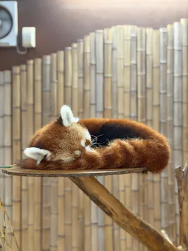 熱川バナナワニ園に投稿された画像（2026/4/8）