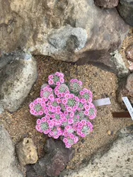 伊豆シャボテン動物公園に投稿された画像（2026/4/8）