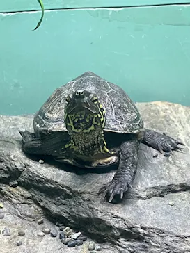 名古屋市東山動植物園に投稿された画像（2026/4/8）