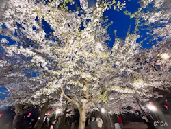 大阪城公園 西の丸庭園に投稿された画像（2026/4/8）