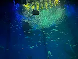 アクアワールド茨城県大洗水族館に投稿された画像（2026/4/8）