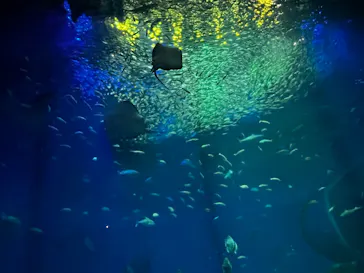 アクアワールド茨城県大洗水族館に投稿された画像（2026/4/8）