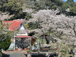 別府ケーブルラクテンチに投稿された画像（2026/4/8）