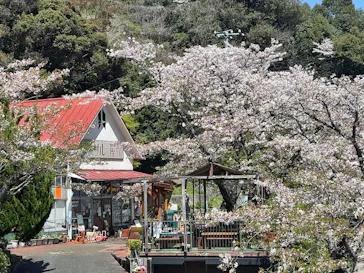 別府ケーブルラクテンチに投稿された画像（2026/4/8）