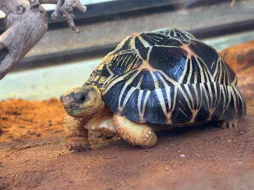 体感型動物園iZooに投稿された画像（2026/4/8）