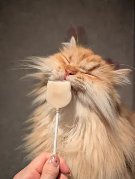 猫カフェモカ　神戸三宮店に投稿された画像（2026/4/8）