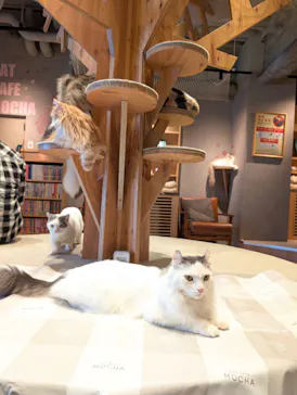 猫カフェモカ　神戸三宮店に投稿された画像（2026/4/8）