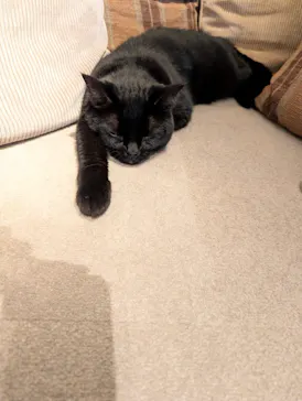 猫カフェモカ　神戸三宮店に投稿された画像（2026/4/8）