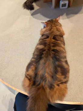 猫カフェモカ　神戸三宮店に投稿された画像（2026/4/8）