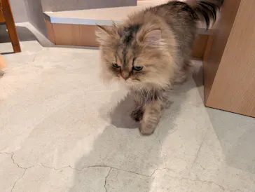 猫カフェモカ　神戸三宮店に投稿された画像（2026/4/8）