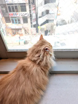 猫カフェモカ　神戸三宮店に投稿された画像（2026/4/8）