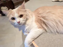 猫カフェモカ　神戸三宮店に投稿された画像（2026/4/8）