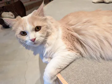 猫カフェモカ　神戸三宮店に投稿された画像（2026/4/8）