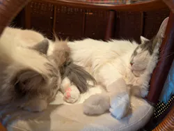 猫カフェモカ　神戸三宮店に投稿された画像（2026/4/8）