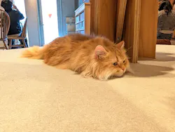 猫カフェモカ　神戸三宮店に投稿された画像（2026/4/8）