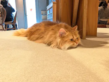 猫カフェモカ　神戸三宮店に投稿された画像（2026/4/8）