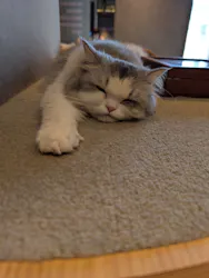 猫カフェモカ　神戸三宮店に投稿された画像（2026/4/8）