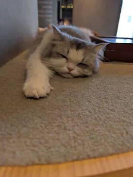 猫カフェモカ　神戸三宮店に投稿された画像（2026/4/8）