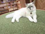猫カフェモカ　大阪心斎橋店に投稿された画像（2026/4/8）