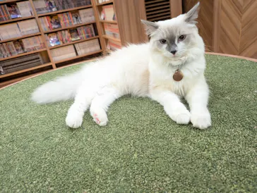 猫カフェモカ　大阪心斎橋店に投稿された画像（2026/4/8）