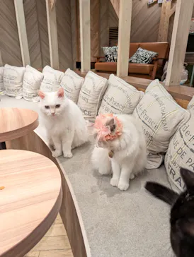 猫カフェモカ　大阪心斎橋店に投稿された画像（2026/4/8）