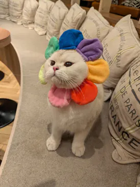 猫カフェモカ　大阪心斎橋店に投稿された画像（2026/4/8）