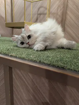 猫カフェモカ　大阪心斎橋店に投稿された画像（2026/4/8）