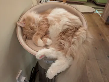 猫カフェモカ　池袋東口店に投稿された画像（2026/4/8）