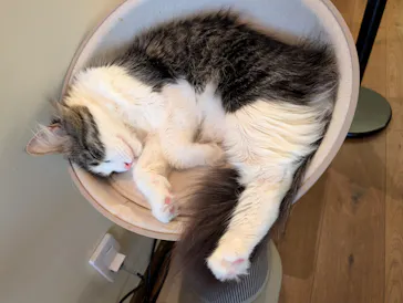 猫カフェモカ　池袋東口店に投稿された画像（2026/4/8）