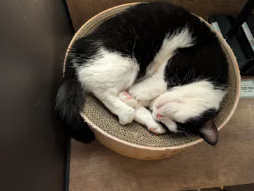 猫カフェモカ　池袋東口店に投稿された画像（2026/4/8）