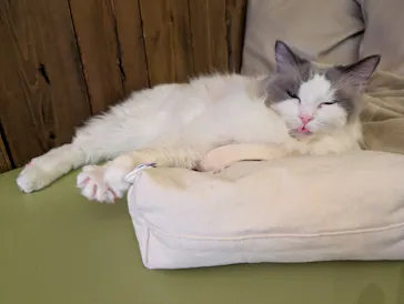 猫カフェモカ　池袋東口店に投稿された画像（2026/4/8）