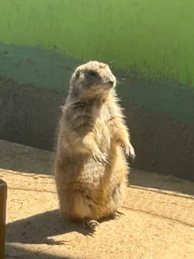 淡路ファームパーク イングランドの丘に投稿された画像（2026/4/8）