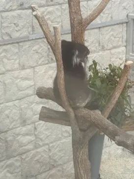 淡路ファームパーク イングランドの丘に投稿された画像（2026/4/8）