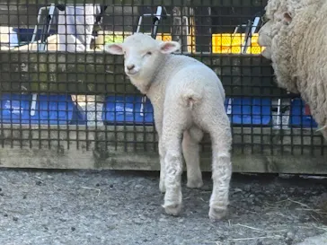 淡路ファームパーク イングランドの丘に投稿された画像（2026/4/8）