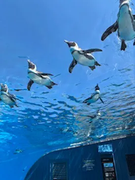 サンシャイン水族館に投稿された画像（2026/4/8）
