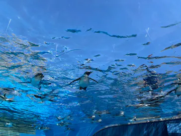 サンシャイン水族館に投稿された画像（2026/4/8）