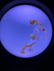 サンシャイン水族館に投稿された画像（2026/4/8）