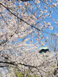 大阪城公園 西の丸庭園に投稿された画像（2026/4/8）