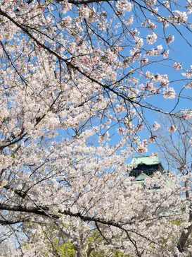 大阪城公園 西の丸庭園に投稿された画像（2026/4/8）