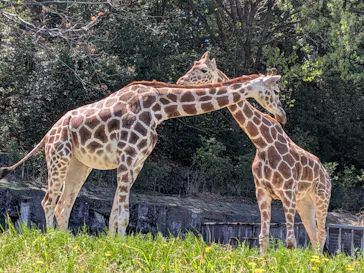 名古屋市東山動植物園に投稿された画像（2026/4/8）