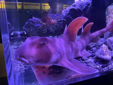 特別展「超危険生物展　科学で挑む生き物の本気」に投稿された画像（2026/4/8）