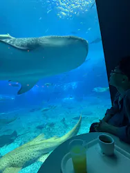 沖縄美ら海水族館に投稿された画像（2026/4/8）