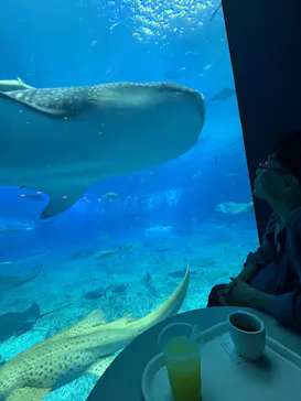 沖縄美ら海水族館に投稿された画像（2026/4/8）