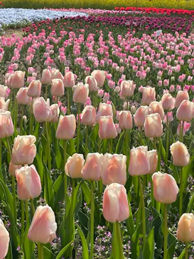 万博記念公園に投稿された画像（2026/4/8）